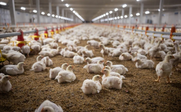 Chicken runs lighting